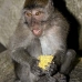 monkey_macaque_balinese_mf_ubud_v_0787_bal0800.jpg